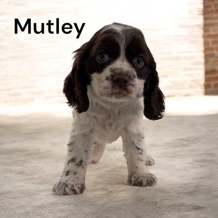 puppy, for, sale, Cocker Spaniel, Joe & Cherri  Overlease, dog, breeder, Miller, MO, dog-breeder, puppy-for-sale, forsale, nearby, find, puppyfind, locator, puppylocator, aca